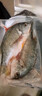 黃翅魚(yú) 黃立魚(yú) 黃墻黃蠟魚(yú)潮汕海鮮水產(chǎn)品黃腳立魚(yú)黃鰭鯛赤翅魚(yú) 2條1斤（去肚前500g） 曬單實(shí)拍圖