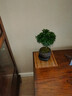 八芽 小葉赤楠盆景擺件室內(nèi)綠植花卉盆栽老樁客廳辦公室桌面好養(yǎng)植物 （【熱銷款】舍得紫砂盆赤楠+苔蘚+底座） 曬單實拍圖