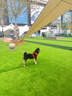 拉夫威爾ruffwear福朗特胸背狗狗胸背帶大小型犬拉布拉多背心式牽引背帶 火焰橘 S 曬單實(shí)拍圖