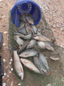 禧瑪諾機械師黑坑魚(yú)竿超輕超硬8h羅非竿12h飛磕專(zhuān)用手桿10h黑棍釣魚(yú)竿 5.4m 8H【輕量19調 直飛12斤】 曬單實(shí)拍圖