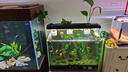 AMTRA TECHNIK德國安彩 魚(yú)缸去除油膜處理器增氧過(guò)濾除油污 除油膜過(guò)濾器 曬單實(shí)拍圖
