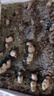 農(nóng)多鮮 云南小黃姜 新鮮蔬菜現(xiàn)挖現(xiàn)發(fā)調(diào)味料火鍋食材 產(chǎn)地直供 小黃姜帶箱3斤 云南小黃姜 曬單實(shí)拍圖