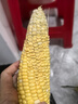 盛覓 云南新鮮水果甜玉米頭茬現(xiàn)摘金銀玉米新鮮玉米現(xiàn)摘帶皮發(fā)貨 4斤超值裝【手工嚴(yán)選】?jī)?.5斤 曬單實(shí)拍圖