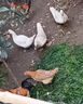 蓿蕾黑麥草種籽子四季多年生牧草種子耐寒畜牧養殖草種喂豬牛羊魚(yú)草 15斤裝：國產(chǎn)冬牧70黑麥草種子（一畝地用量） 曬單實(shí)拍圖