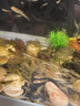 闊庭（KUOTING）闊庭魚(yú)缸懶人魚(yú)缸家用客廳辦公室水培吊籃金魚(yú)缸過(guò)濾魚(yú)缸白色款 曬單實(shí)拍圖