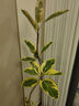 大型盆栽各種植物發(fā)財樹(shù)金錢(qián)樹(shù)綠蘿慶典喬遷盆景綠植辦公室內客廳 造型黃金榕1.1-1.3米【圓柱盆】 含盆 曬單實(shí)拍圖