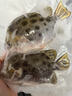 潮海堂海捕金鼓魚新鮮三去冷凍大金古魚海鮮水產(chǎn)冰凍金錢魚銀鼓魚海魚 3袋金鼓魚（400g/袋三去后） 曬單實拍圖