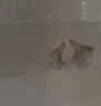 神仙魚(yú)燕魚(yú)小型熱帶魚(yú)活體秘魯熊貓神仙紅頭三色白神仙七彩神仙魚(yú) 2-3cm神仙魚(yú)隨機品種2條 曬單實(shí)拍圖
