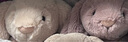 Jellycat致臻害羞羅莎維洛邦尼兔動物毛絨玩偶安撫生日七夕情人節(jié)禮物 害羞維洛邦尼兔 H31 X W12 CM 曬單實拍圖