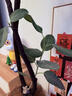 臨雅孟加拉榕樹(shù)客廳綠植高端造型室內(nèi)大型盆栽四季好養(yǎng)圓球盆源頭直發(fā) 曬單實(shí)拍圖