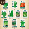 北蔬 蘿卜白菜種子香菜菠菜胡蘿卜生菜秋季種 10種秋冬季蔬菜種子套餐 曬單實(shí)拍圖