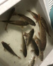 民間藝人咬鉤變色夜光漂日夜兩用電子漂高靈敏醒目魚漂大物黑坑夜釣浮漂 HK00長58CM吃鉛2.27日夜兩用變色 曬單實(shí)拍圖