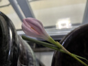 【耐寒】金邊吊蘭濃香型重瓣大花綠植花卉四季開花盆栽室內(nèi)好養(yǎng)活 重瓣大花香水味[混色] 熱銷:【8個球根]+肥+開花爆枝 曬單實(shí)拍圖
