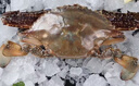 開(kāi)海新鮮梭子蟹鮮活冷凍梭子蟹特大號螃蟹海蟹青蟹白蟹飛蟹 大號母蟹2-3只每斤【到手3斤】 曬單實(shí)拍圖