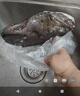 鮮活深海安康魚(yú)燈籠魚(yú)鮟鱇魚(yú)超大蛤蟆魚(yú)大嘴魚(yú)新鮮魚(yú)肝魚(yú)肚特大 3-4斤/條 曬單實(shí)拍圖