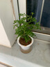 綠有意防驅(qū)蚊草正宗清香盆栽胡椒木老樁室內(nèi)綠植好養(yǎng)植物陽臺(tái)花卉盆景苗 中苗清香驅(qū)蚊+早安吸水盆一盆（送肥料） 含盆 曬單實(shí)拍圖