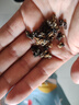 恬和茶葉滇紅茶滇紅金螺 特級云南鳳慶蜜香耐泡古樹(shù)茶葉罐裝 【特級蜜香嫩芽滇紅金螺100g】 曬單實(shí)拍圖