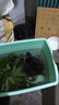 【鱷龜食用】活物人工養殖鱷龜可食用鄂龜肉滋補外塘生態(tài)放養 6-6.5斤【生猛到家 可養可食】 曬單實(shí)拍圖