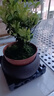 小葉赤楠盆景老樁盆栽植物辦公室室內(nèi)花卉桌面四季常青好養(yǎng)綠植 小葉赤楠+舍得盆+苔蘚+底座 曬單實(shí)拍圖