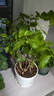 【雅之典】重瓣茉莉花盆栽室內觀(guān)花植物四季好養帶花苞開(kāi)花不斷綠植 茉莉花6年苗【特大號螺紋盆】 好養活 曬單實(shí)拍圖
