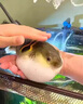 河豚飼料斑馬狗頭潛水艇巧克力娃娃魚淡水緩沉小型顆粒不渾專用糧 【一瓶】150ml體驗裝 曬單實拍圖