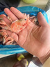 三只海豚北極甜蝦熟凍凈重3斤裝/盒 150/180規格 解凍即食 海鮮水產(chǎn) 冰蝦 曬單實(shí)拍圖