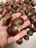 正宗云南板栗5斤新鮮當(dāng)季油栗現(xiàn)摘蔬菜去殼栗子生栗板栗仁大錐栗L 2斤 【新鮮現(xiàn)摘】 曬單實(shí)拍圖