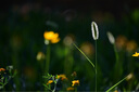 尼康（Nikon）尼克爾 Z 28-400mm f/4-8 VR 全畫幅Z卡口鏡頭 高倍率變焦 微單鏡頭 Z 28-400mm f/4-8 VR+UV鏡 曬單實(shí)拍圖