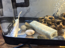 白云金絲魚活體冷水魚小型燈科草缸魚淡水魚新手闖缸魚不加溫新手好養(yǎng)易活 清道夫2條含1條備損 曬單實拍圖