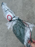 任鳥飛魚網(wǎng)蝦籠捕魚籠神器自動折疊抓黃鱔籠捕蝦網(wǎng)工具漁具魚籠網(wǎng)籠籠子 曬單實拍圖