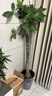 植男植女發(fā)財樹(shù)大型盆栽客廳室內真綠植辦公室開(kāi)業(yè)送禮獨桿招財樹(shù)源頭直發(fā) 曬單實(shí)拍圖