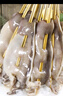 游牧御品大魷魚(yú)5串 鐵板魷魚(yú)須 烤串烤肉 燒烤食材 火鍋串 脆爽海鮮菜肴 曬單實(shí)拍圖