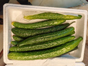 新鮮黃瓜現(xiàn)摘現(xiàn)發(fā)新鮮蔬菜生鮮可生吃炒菜非水果黃瓜 囤貨裝 5斤 凈重 曬單實(shí)拍圖