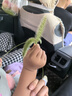 飛鶴星飛帆 嬰幼兒配方奶粉3段(1-3歲) 700g 專利OPO 育兒補貼 曬單實拍圖
