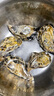 鮮海道 鮮活乳山生蠔2XL 凈重5斤 17-21只 生鮮海鮮貝類(lèi) 源頭直發(fā) 曬單實(shí)拍圖