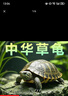 【全網(wǎng)比價(jià)】中華草龜包活精品草龜長(zhǎng)壽龜觀賞龜墨龜寵物小烏龜 草龜二只【情侶】 6-8cm 曬單實(shí)拍圖