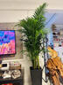 臨雅散尾葵盆栽辦公室內客廳高級大型落地好養綠植物1.4m含盆源頭直發(fā) 曬單實(shí)拍圖