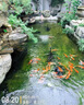聚創(chuàng)麒天然海鹽魚缸消毒殺菌鹽水族觀賞魚專用錦鯉礦物粗鹽魚池塘養(yǎng)殖鹽 大袋【50斤裝】 曬單實拍圖