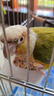 花卷寶寶鸚鵡飼料鳥糧帶殼谷子小米鳥食玄鳳虎皮牡丹專用鳥食五色黍子糧食 5斤 曬單實拍圖