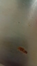爺爺?shù)霓r(nóng)場米餅干兒童寶寶零食海苔玉米蛋黃輕酥圓餅50g 曬單實(shí)拍圖