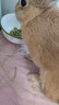 TillPets蒂佩思乳酸菌兔糧幼兔|成兔寵物兔糧兔飼料兔子專用侏儒兔子糧食 乳酸菌幼兔糧900g(1-6個(gè)月食用) 曬單實(shí)拍圖