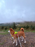 拉夫威爾ruffwear嗨輕狗狗胸背帶狗背帶中小型犬雪納瑞背帶式狗狗牽引繩 苔蘚綠 S 曬單實(shí)拍圖