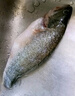 鮮活沖浪河鱸魚400-500g/條 曬單實(shí)拍圖