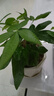 發(fā)財(cái)樹盆栽室內(nèi)植物客廳吸甲醛好養(yǎng)小盆景四季常青辦公室花卉綠植 單桿發(fā)財(cái)樹一顆 曬單實(shí)拍圖