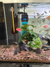 創(chuàng)寧 魚缸變頻加熱棒 CN-005-1000W 自動恒溫 烏龜小型迷你加溫器 曬單實(shí)拍圖