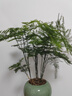 文竹苗綠植盆景四季常青包活好養(yǎng)發(fā)財樹綠蘿室內外綠植花卉盆栽 小文竹【15-20高】3份 含盆 曬單實拍圖