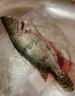 鮮活桂魚(yú)400-500g 曬單實(shí)拍圖