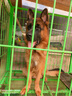  鮮肉無谷中大型犬全價犬糧20kg(10kg*2袋)成犬幼犬狗糧金毛 曬單實拍圖