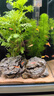 瘋狂水草（FKSC）真水草魚缸造景套餐凈化水質(zhì)懶人魚缸水草植物直接入缸蜈蚣草 【火山石】水草組合四3棵 曬單實拍圖