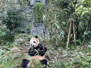 大嘴猴（paul frank）衛衣男士重磅春秋季休閑POLO衫打底衫上衣外套男裝 黑色 XL 曬單實(shí)拍圖